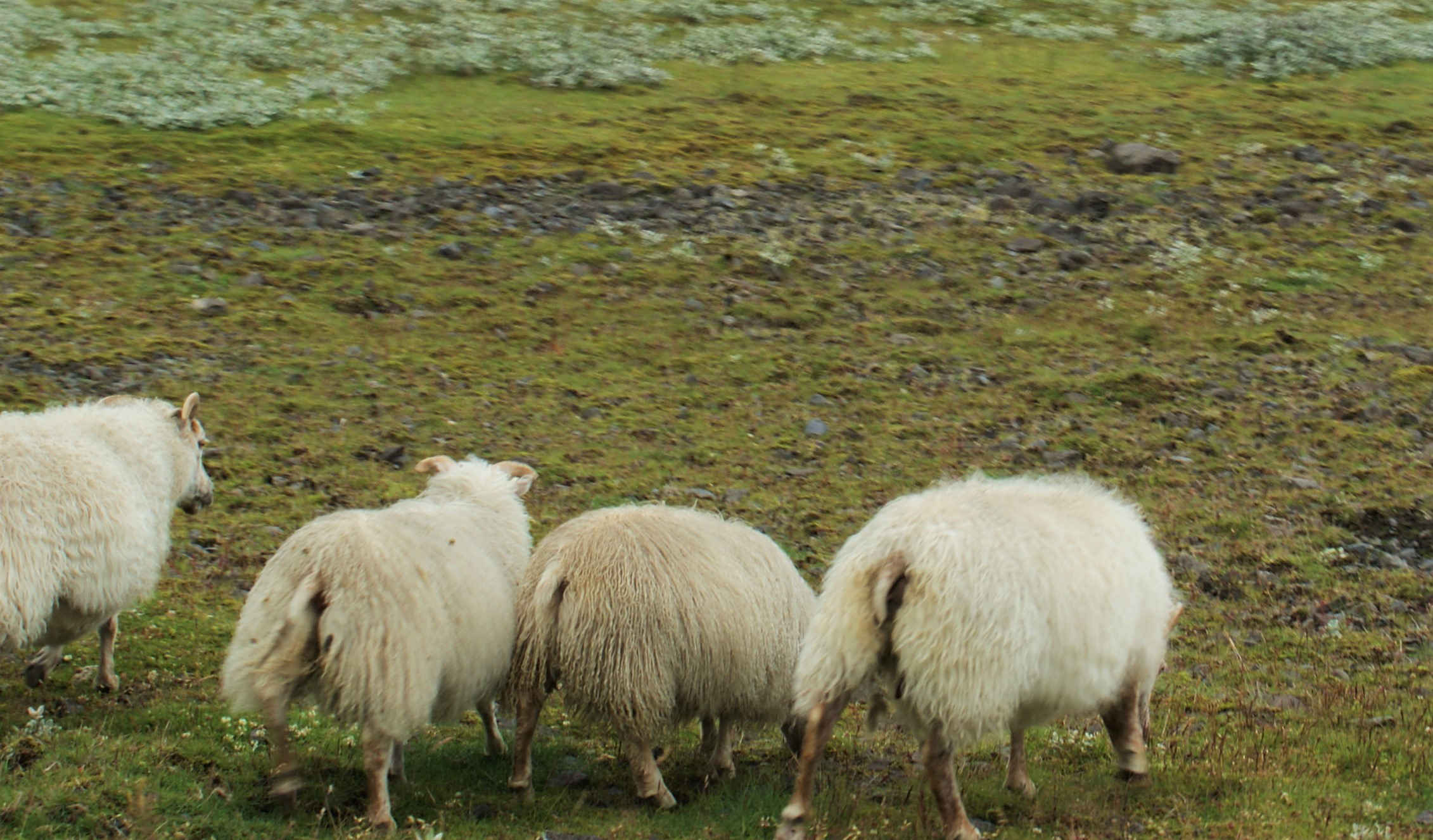 Sheep butts