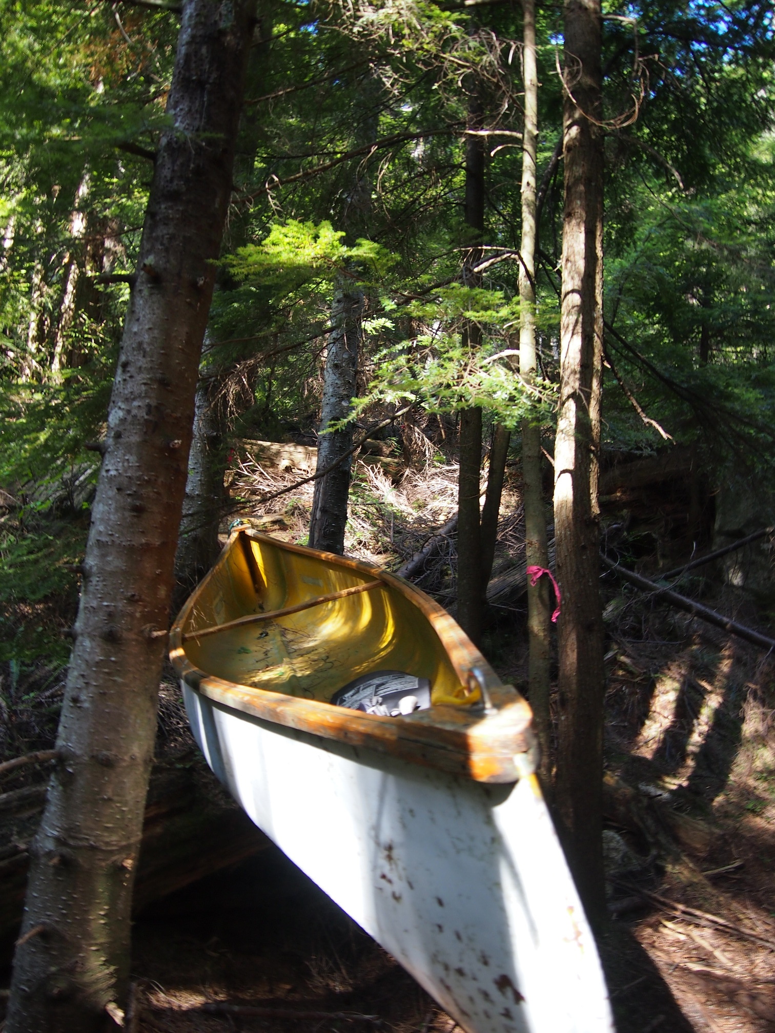 canoe and trees