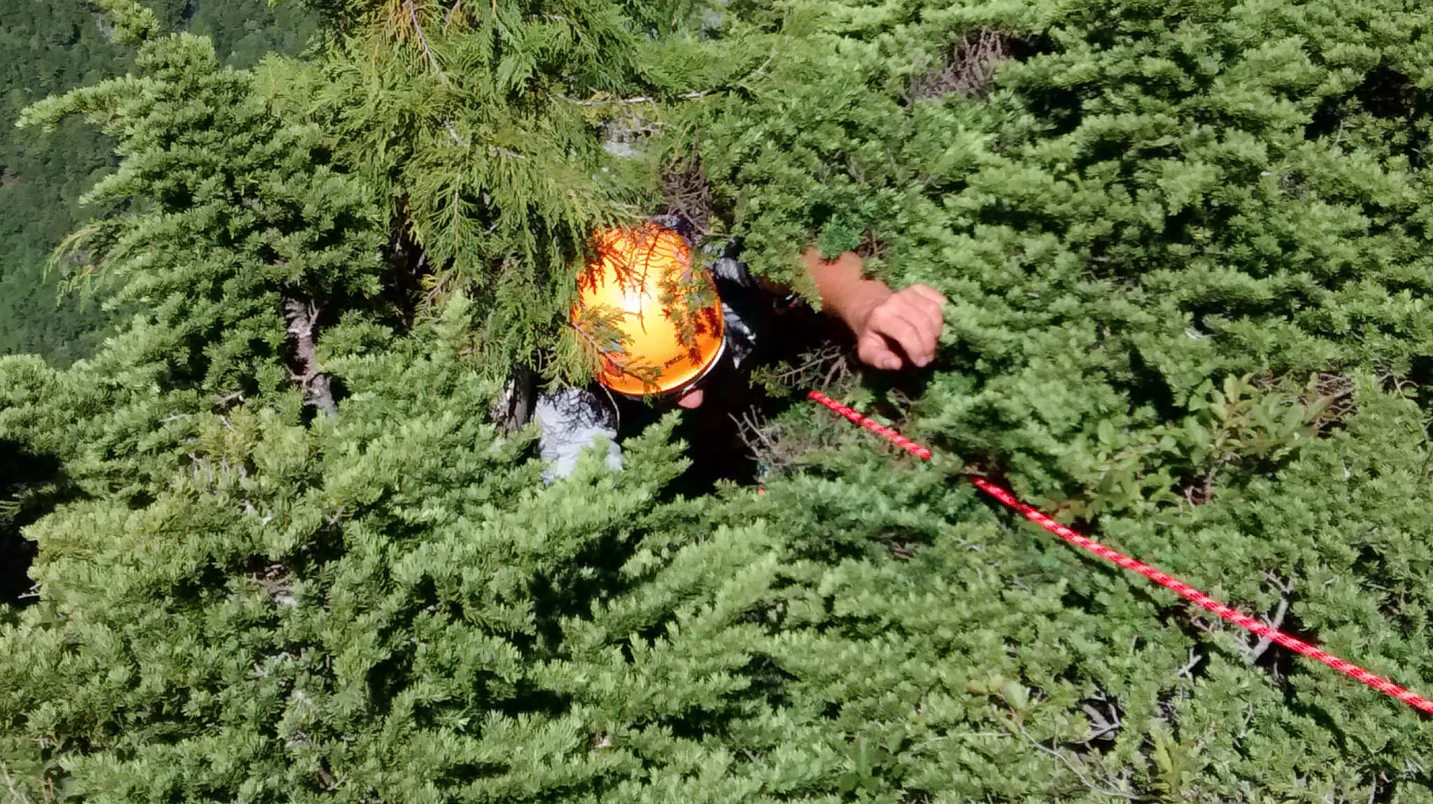 climber wallowing in bush