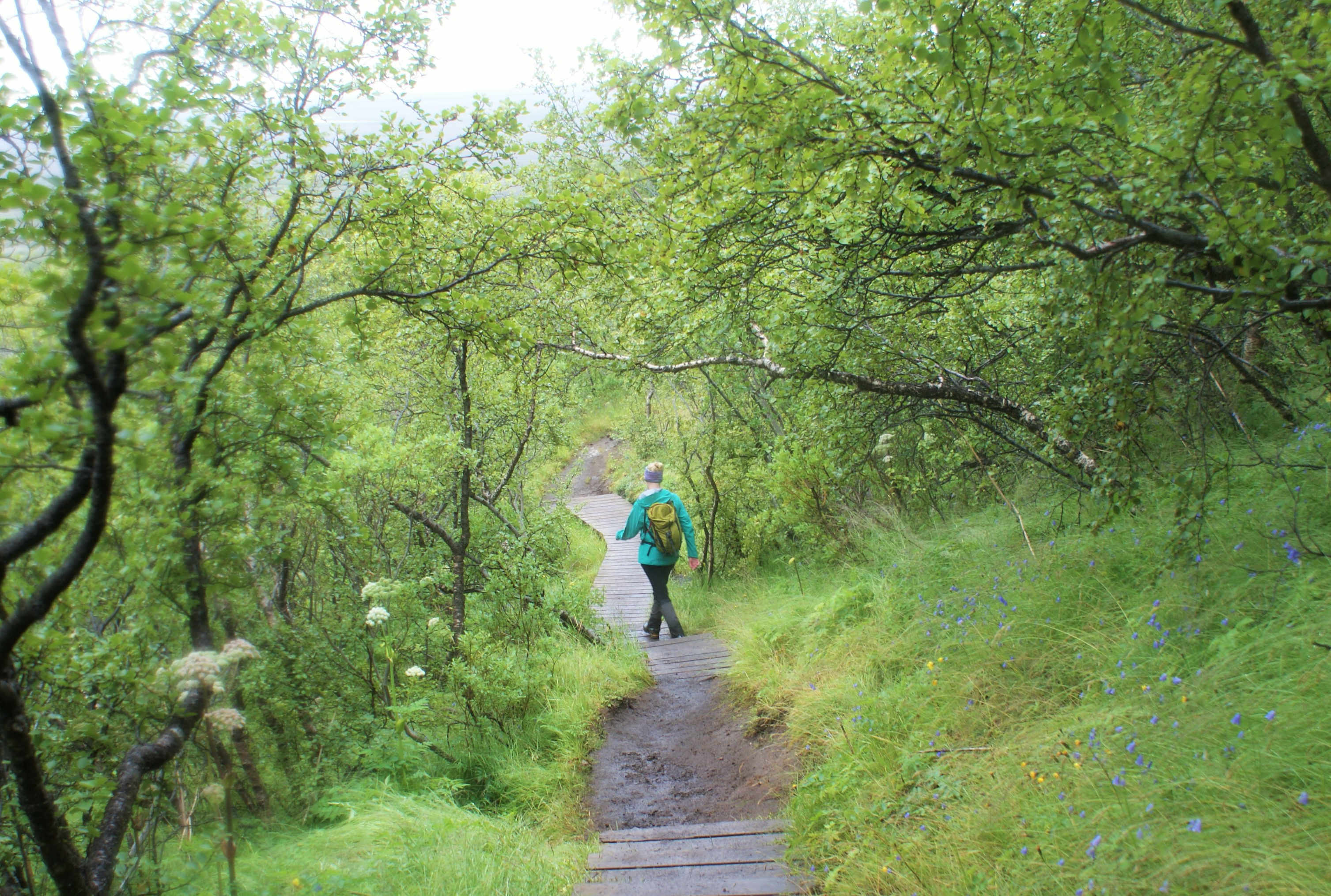 Hiking down through small trees