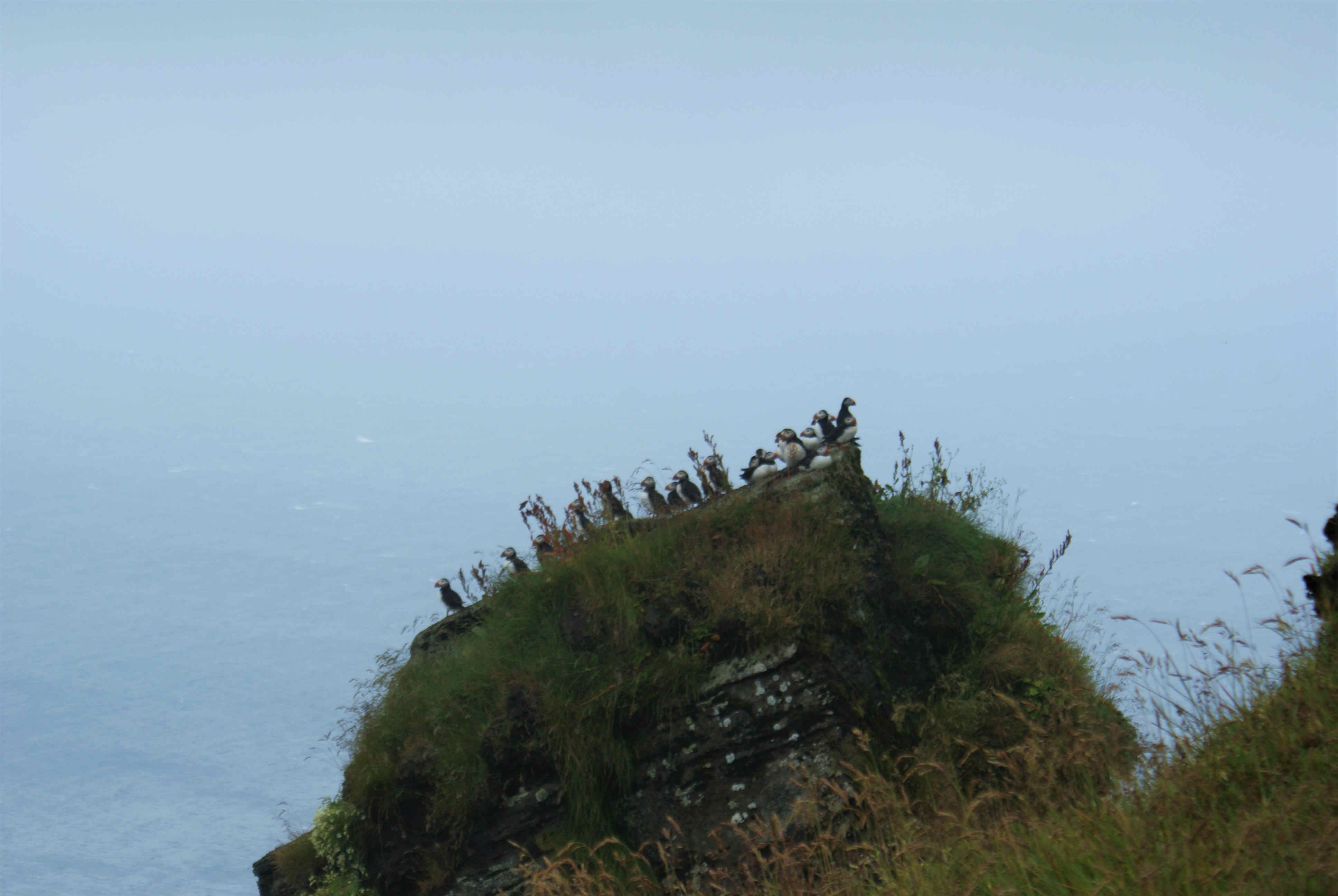 puffins on a little rocky knob