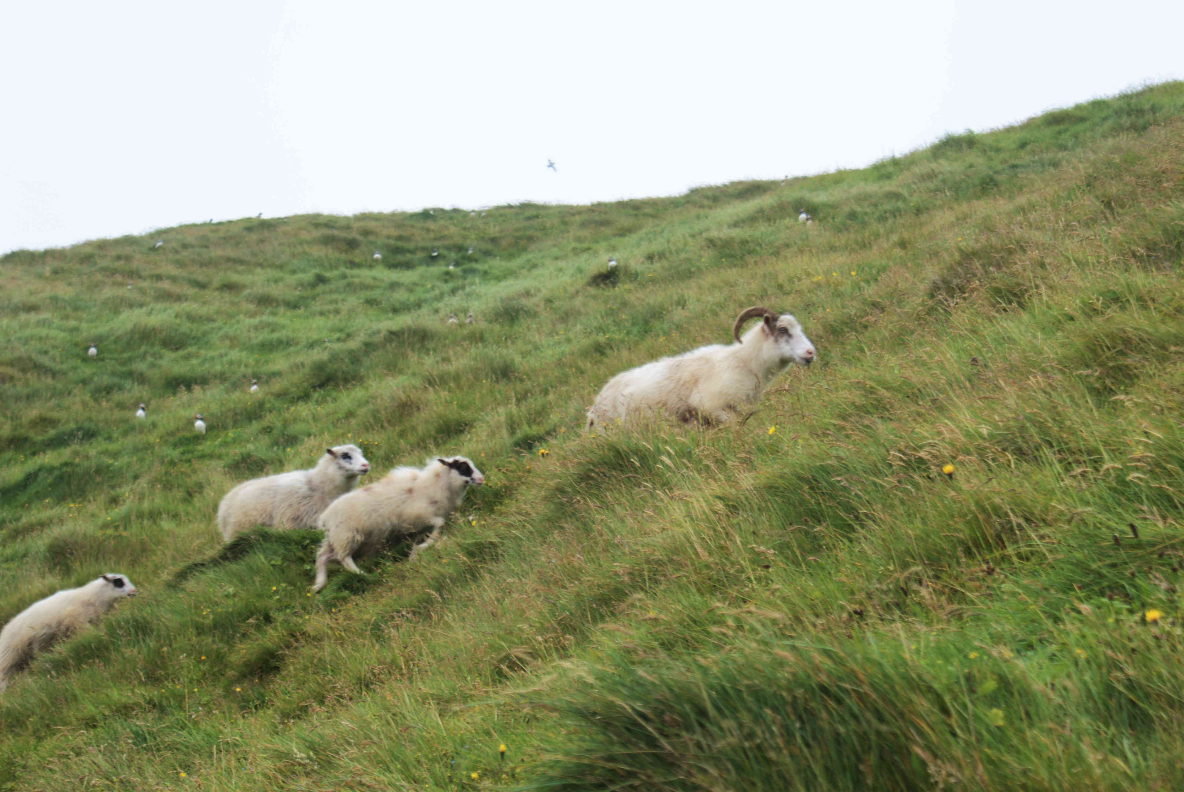 sheep the steep slope